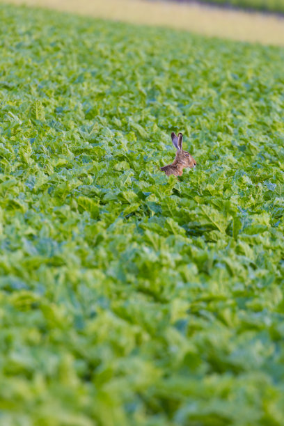 野兔躲在田野里图片下载
