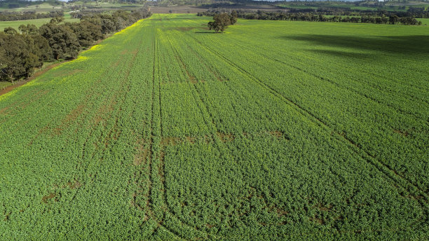 油菜田空中图片下载