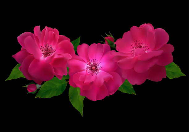 红玫瑰。漂亮的花。味蕾。花的背景。绿色的树叶。孤立。向量。黑暗的背景。图片下载