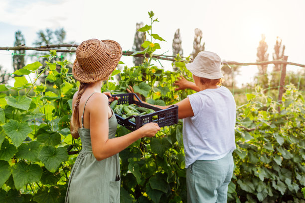 妇女农民在夏季农场采摘黄瓜。母亲和成年的女儿收割蔬菜，放进板条箱图片下载