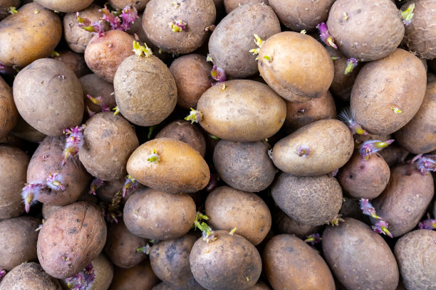 许多带着嫩枝的土豆正准备种植图片下载