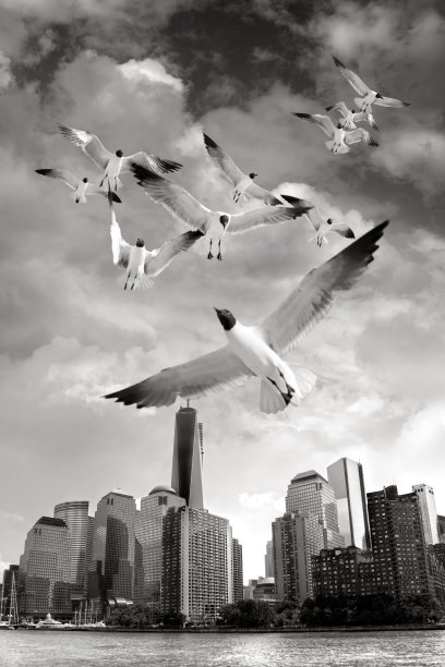 曼哈顿的摩天大楼和飞翔的海鸥在戏剧性的天空图片下载