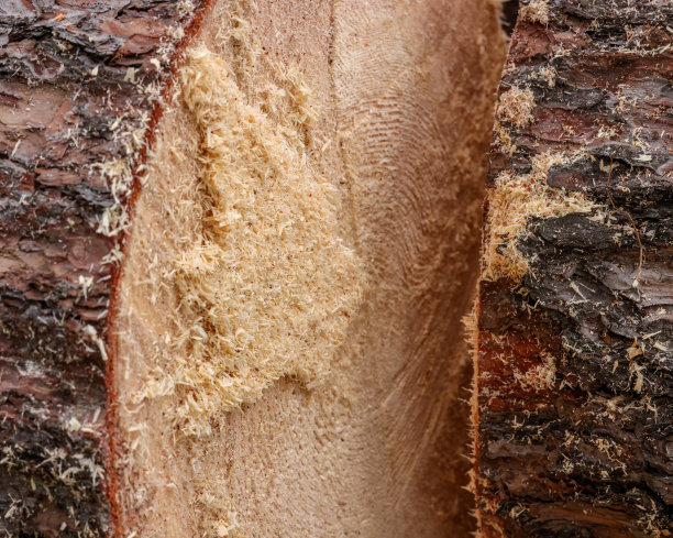 锯松树干。用锯末做背景的新锯松树干图片下载