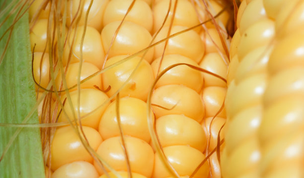 玉米棒特写背景图片下载
