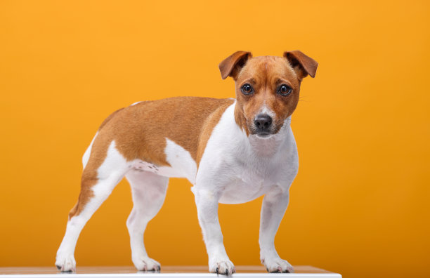 在黄色背景上孤立的杰克罗素梗的肖像图片下载