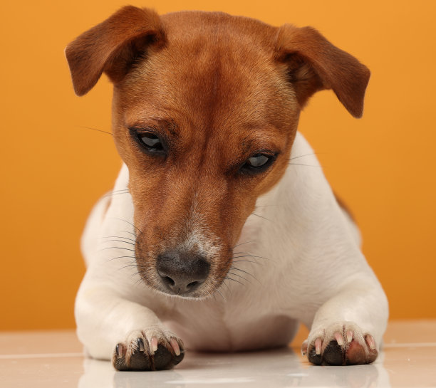 在黄色背景上孤立的杰克罗素梗的肖像图片下载