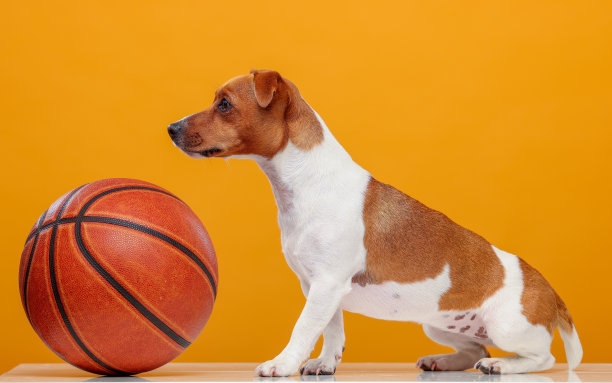 杰克罗素梗的肖像与一个球在黄色的背景孤立图片下载