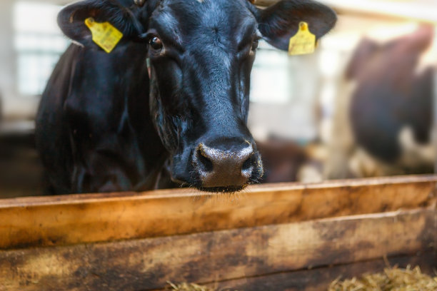 一头黑奶牛的头，在一个奶牛场的畜栏里，奶牛看着镜头，特写。图片下载