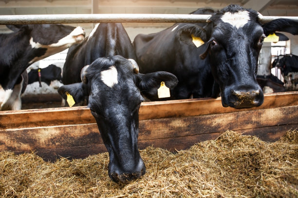 在一个奶牛场的畜栏里，有两头黑白奶牛。图片下载