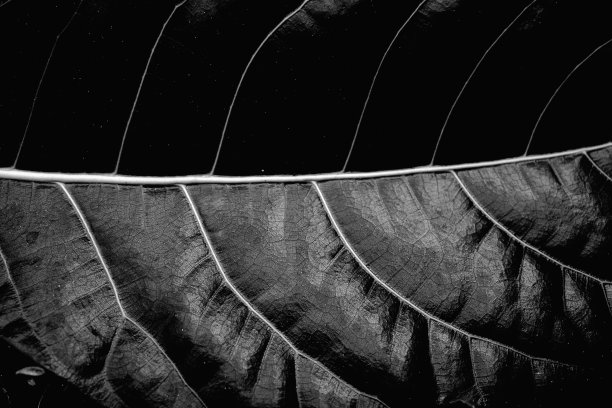 叶结构图片下载