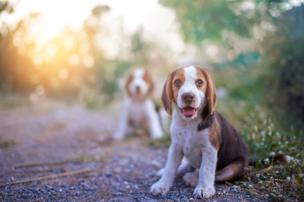 一只可爱的小猎犬坐在院子里的草地上。图片下载