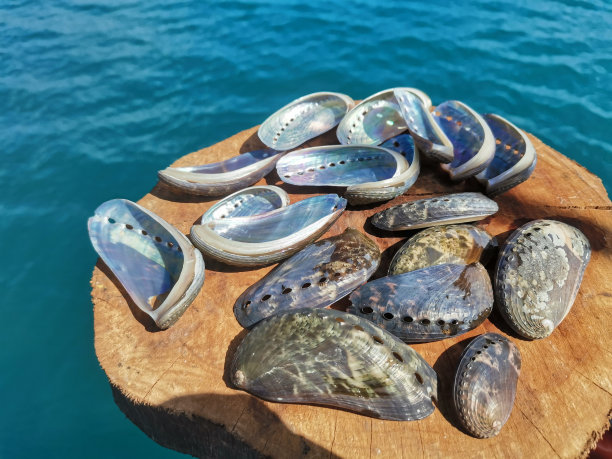 特写用鲍鱼壳清洁和光泽准备做珠宝。图片下载