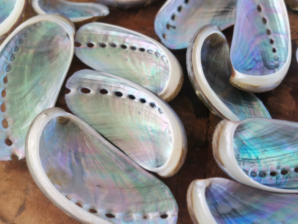 特写用鲍鱼壳清洁和光泽准备做珠宝。图片下载