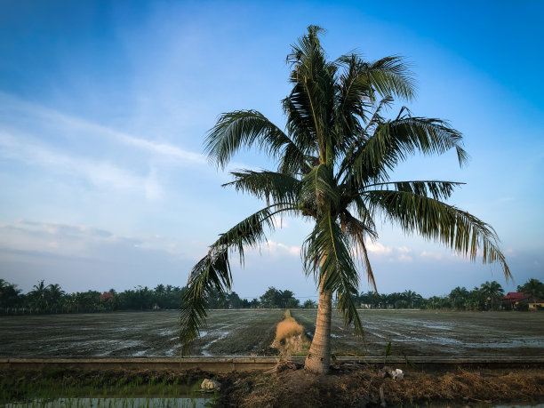 稻田里的椰子树映衬着蓝天。有选择性的重点图片下载