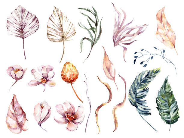 水彩热带花卉、树叶收藏。手绘水彩异域叶孤立在白色背景。花卉插图设计，印刷，婚礼邀请或背景。图片下载