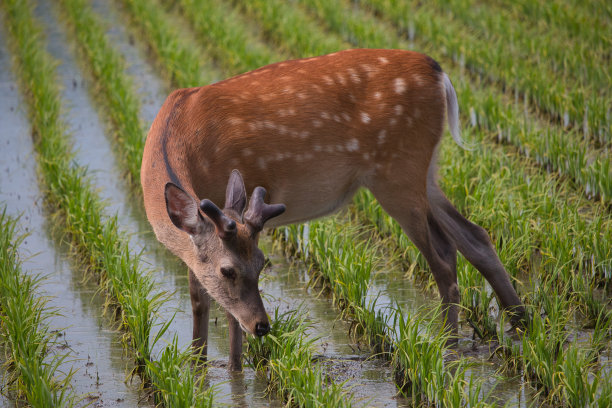 在稻田里吃水稻的鹿图片下载