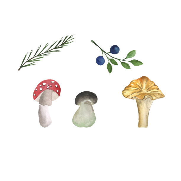 蘑菇可食用且有毒。白色背景上的水彩插图。位图图像。可用于明信片。图片下载