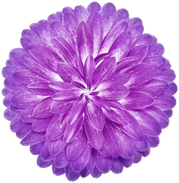 紫色的花大丁草。花孤立在白色背景..剪切路径没有阴影。特写镜头。大自然。图片下载