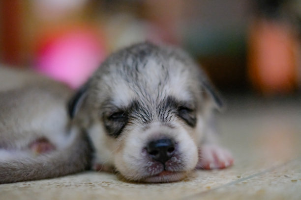 西伯利亚雪橇犬小狗图片下载