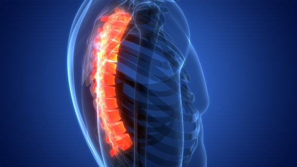 人体骨骼系统解剖中的脊髓、脊柱、胸椎图片下载