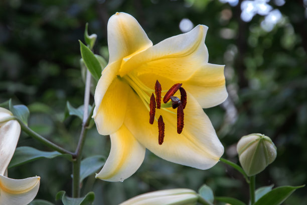 夏天花园里的黄色百合。图片下载