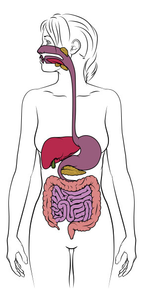 人体消化系统解剖图图片下载