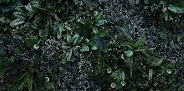 创意热带树叶背景，图片下载