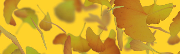 银杏落叶飞扬的旗帜背景插图图片下载