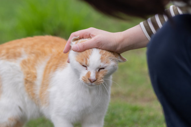 中风的猫图片下载