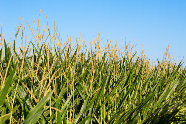 大片的玉米田等待收割，供人们食用图片下载
