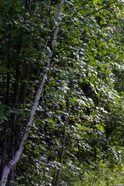 夏天的森林里，白桦树丛生图片下载