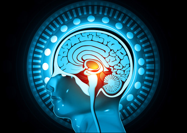 人体头部横截面图片下载