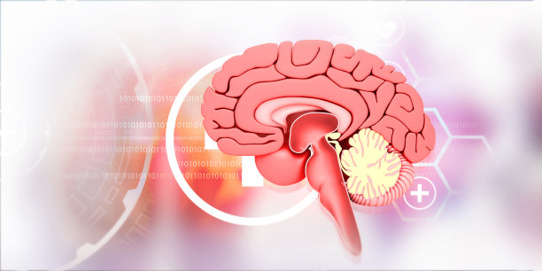 人体头部横截面图片下载