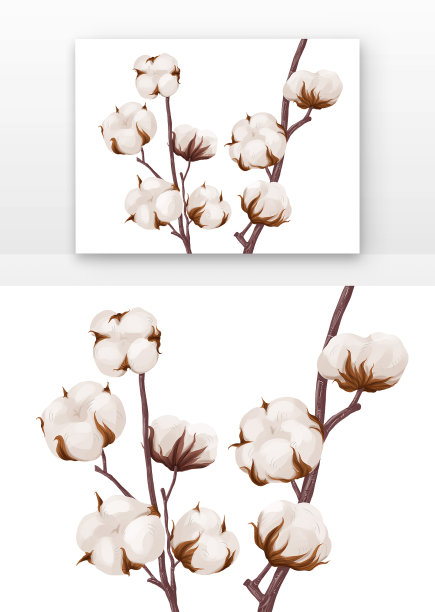 棉花手绘图片下载