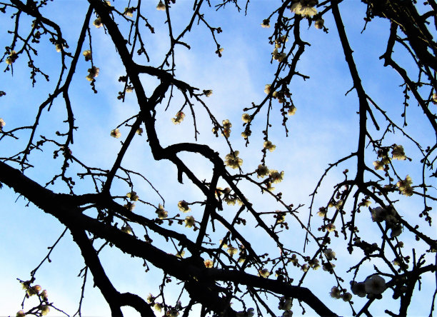 日本。2月。梅花。图片下载