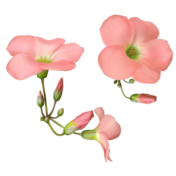 粉红色的花。花的背景。绿色的叶子。味蕾。孤立。图片下载