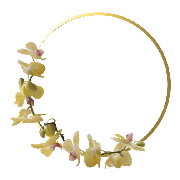 黄色的兰花。花的背景。热带。味蕾。孤立。黄金戒指。框架。花环。图片下载