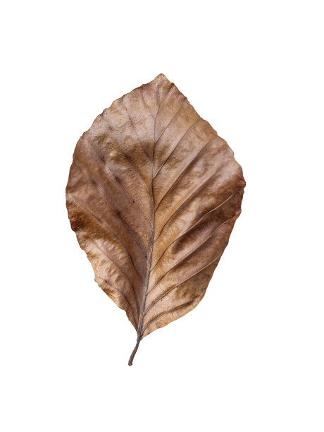 在白色背景上离生的死棕色叶。干燥单叶特写图片下载