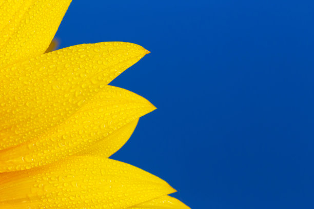 向日葵花瓣在蓝色的水珠上图片下载
