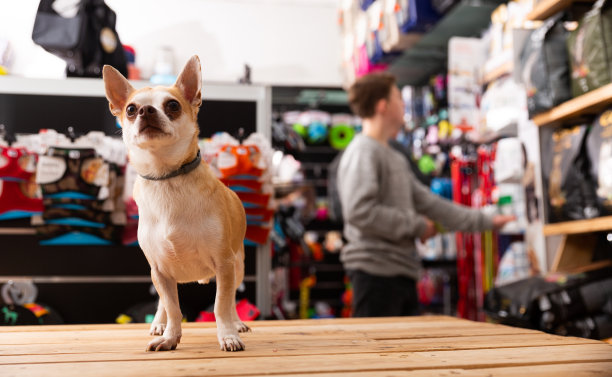吉娃娃狗坐在宠物店里图片下载