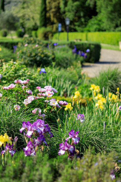 鸢尾花在花园里图片下载