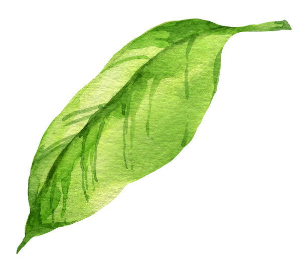 绿叶水彩插图，手绘素描，部分植物，春天和夏天图片下载