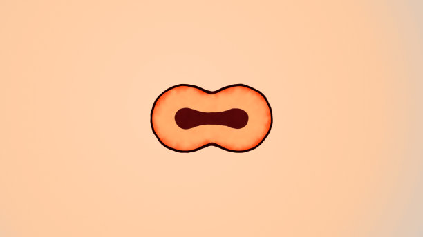 原核生物与真核生物的细胞分裂图片下载