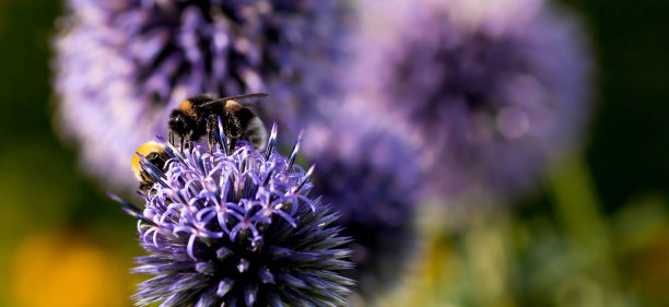 夏天,花的背景。大黄蜂从花中收集花粉。大而密的蓝色灌木花园里生长着一棵美丽的蓝色球形紫菀。图片下载