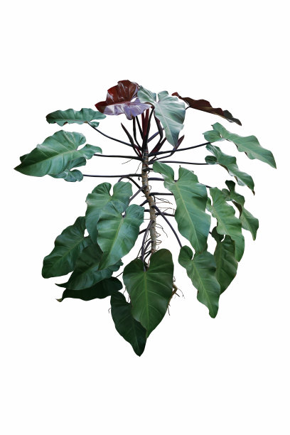 红宝石喜林芋的绿色和红色叶子，受欢迎的攀缘室内热带植物，白色背景，带剪切路径图片下载