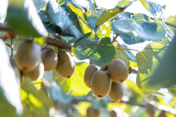 果园里的猕猴桃熟了图片下载