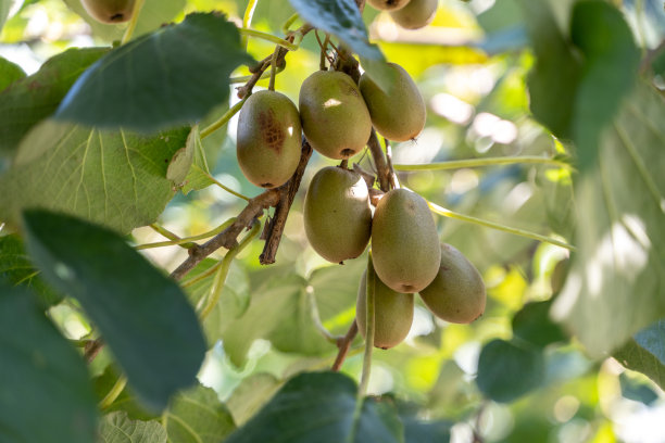 有机果园里长满了猕猴桃图片下载