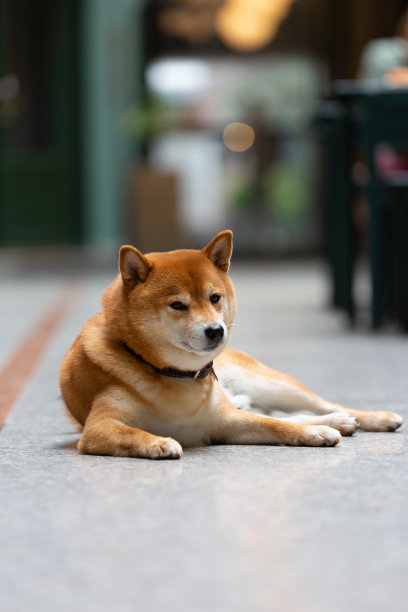 日本柴犬微笑。阿红坐在街上。城市里快乐的宠物。图片下载