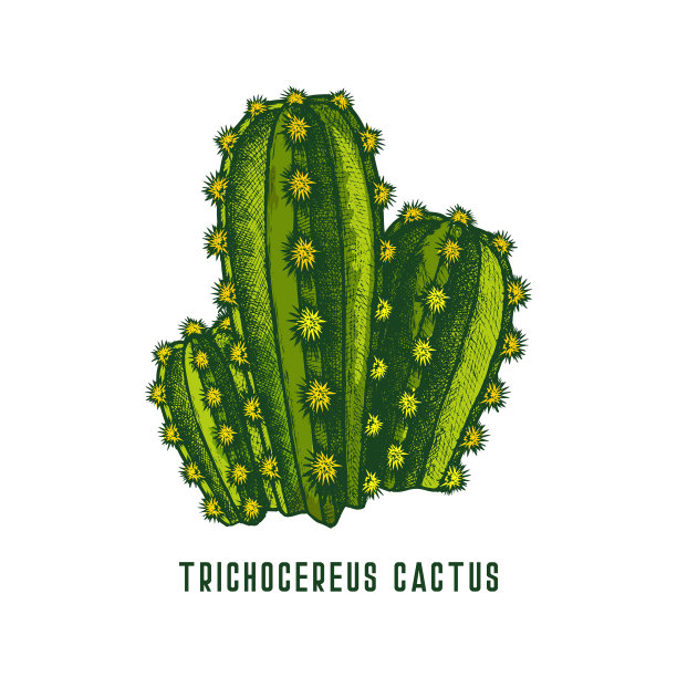 毛滴虫或圣佩德罗仙人掌图标图片下载