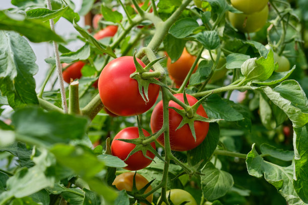 成熟的红圆番茄挂在树枝上。图片下载